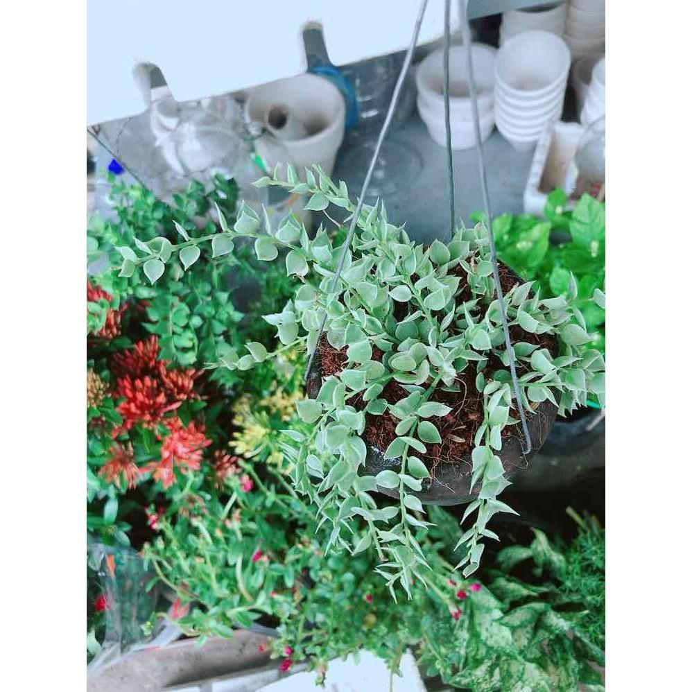 Chậu cây lá tim cẩm thạch Bán Chạy