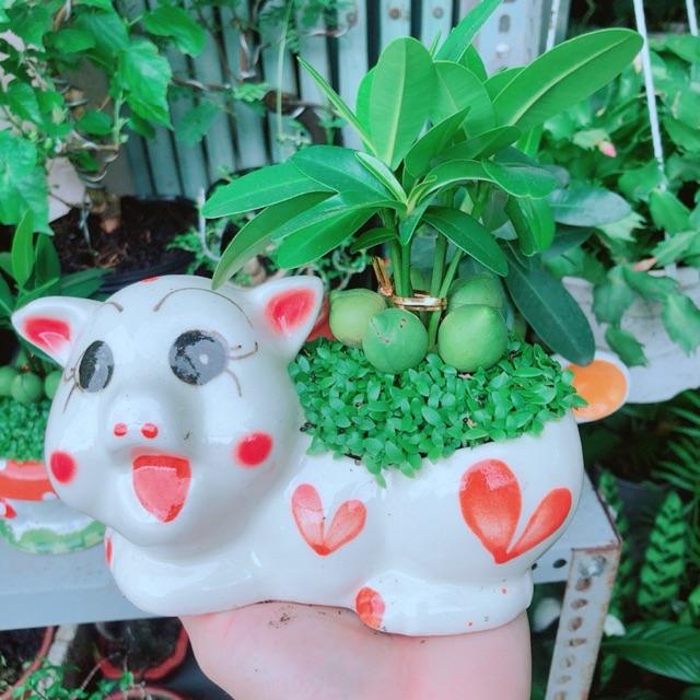 Chậu May Mắn Tài Lộc