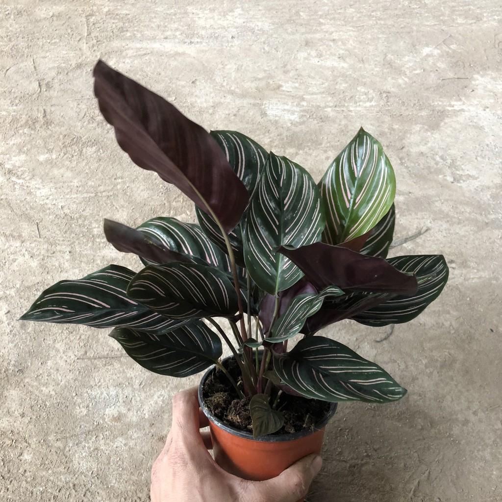 Cây đuôi công sọc, chiều cao cây 17-20cm, bụi cây to khỏe lá sọc cực đẹp dễ chăm sóc, thích hợp trang trí nội thất