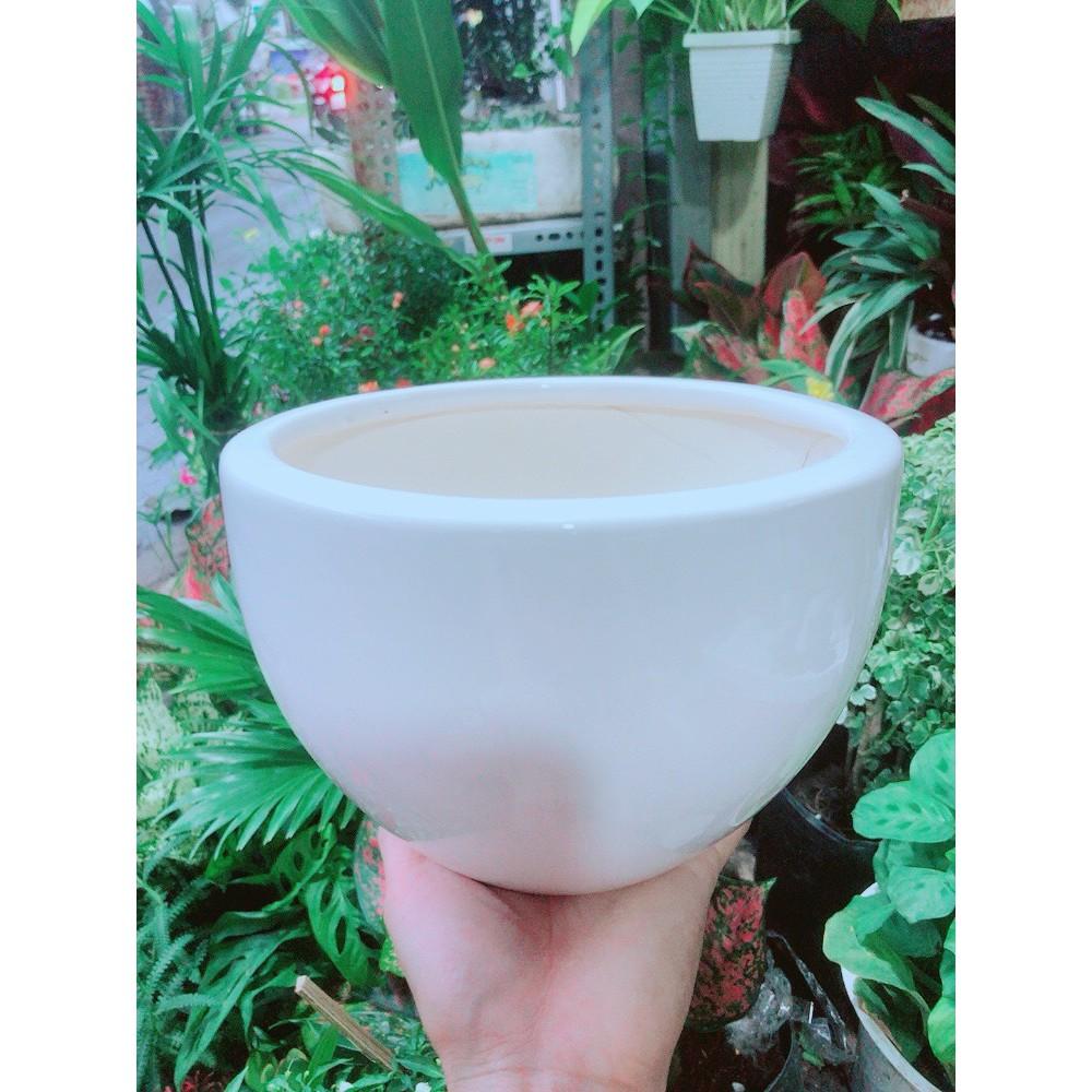 Chậu Trồng Cây (cao 13cm, ngang 17-19cm)