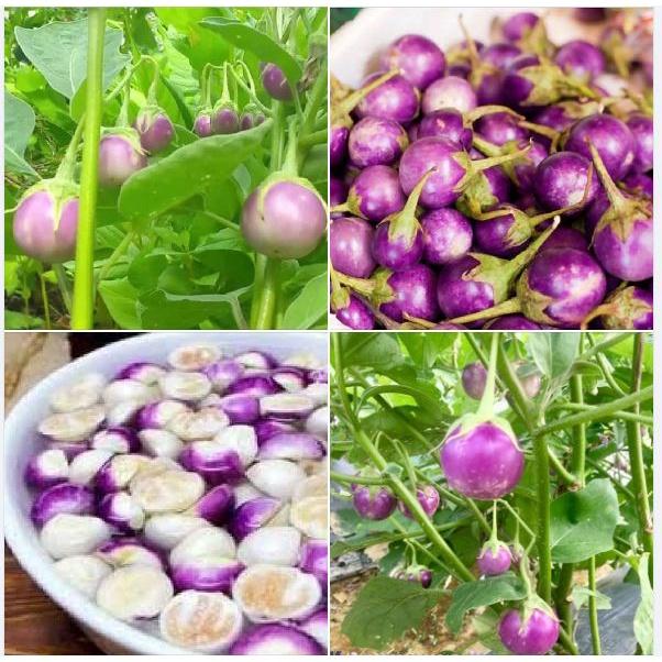 Hạt Giống Cà Ph.áo Tím-gói 2 gram/tặng kèm gói phân bón lót