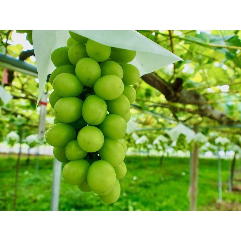 SẢN PHẨM: CÂY GIỐNG NHO MẪU ĐƠN