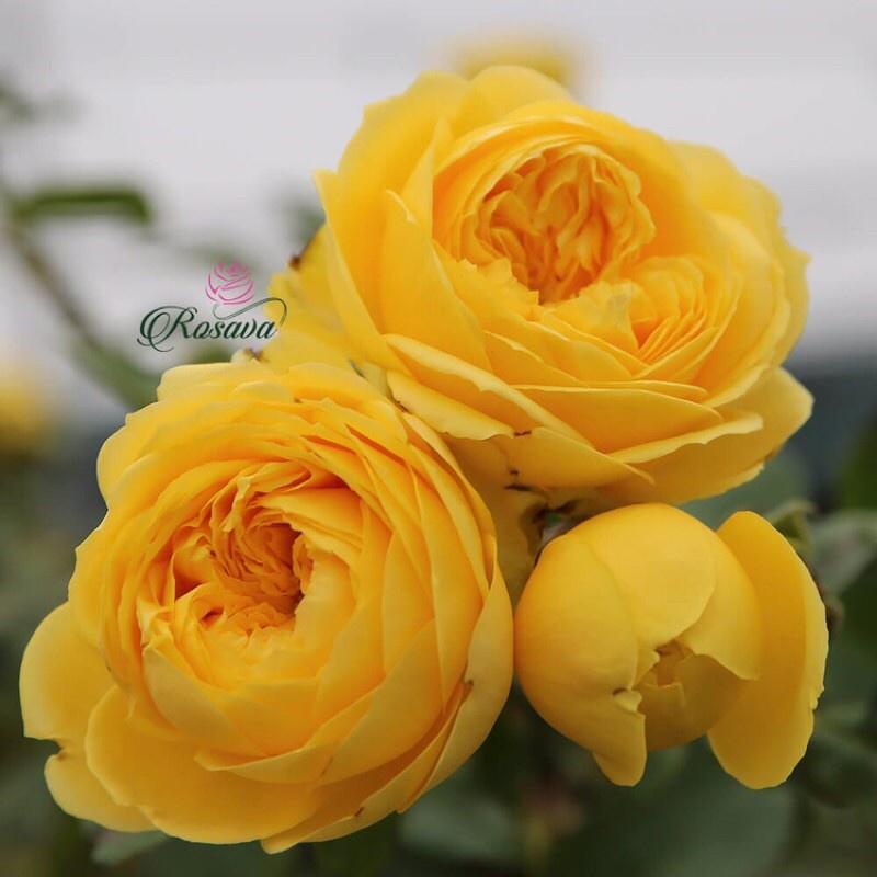 Hoa hồng Catalina Rose màu vàng- bầu to cây lớn trưởng thành
