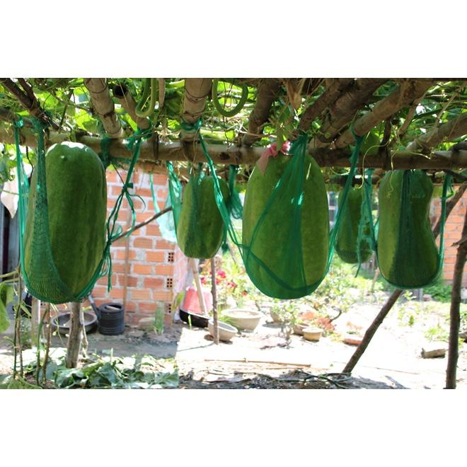 Hạt Giống Bí Đao Khổng Lồ -