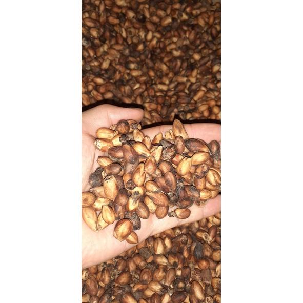 1kg Hạt giống lõi thọ