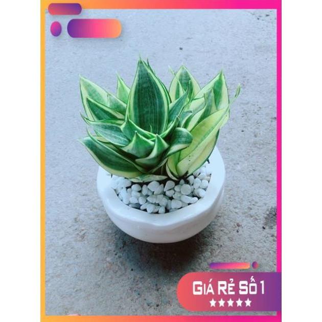 Chậu Lưỡi Hổ Thái
