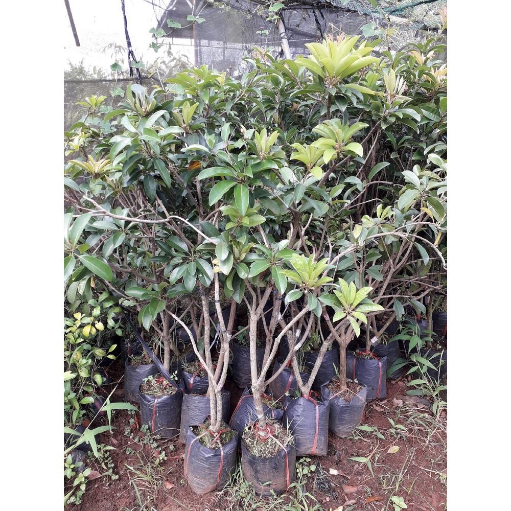 CÂY GIỐNG HỒNG XIÊM TRỒNG CHẬU ĐANG RA BÔNG hoặc CÓ QUẢ CAO 2M