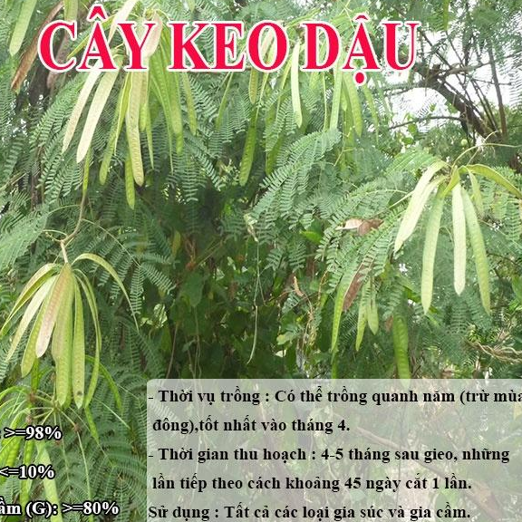 HẠT GIỐNG KEO DẬU - Thức Ăn Chăn Nuôi - Hạt Giống Cỏ Chăn Nuôi - Cỏ Chăn Nuôi Trâu,Bò,Dê...