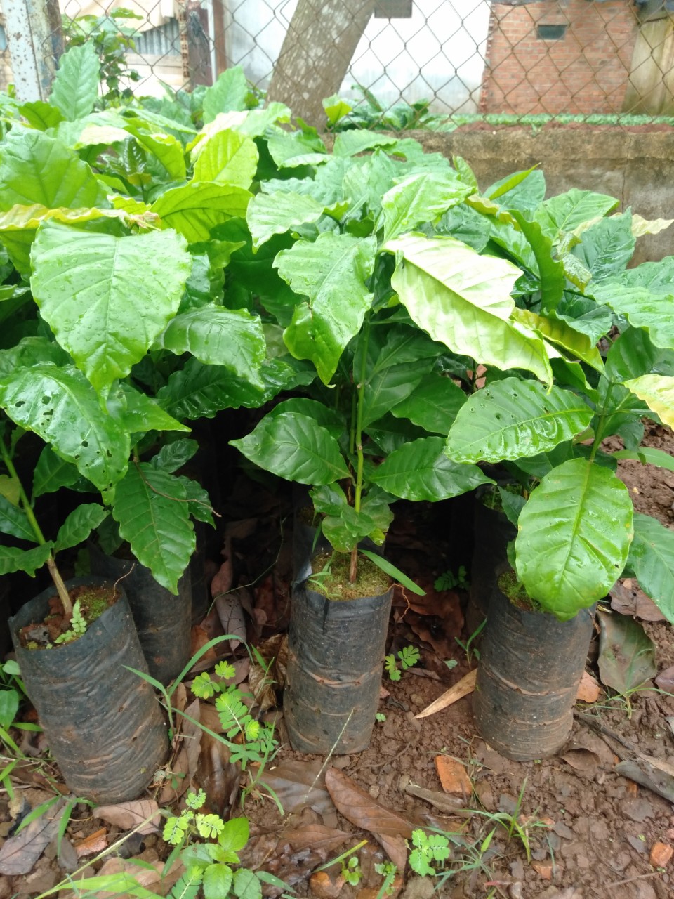 Cây giống cà phê culi siêu trái