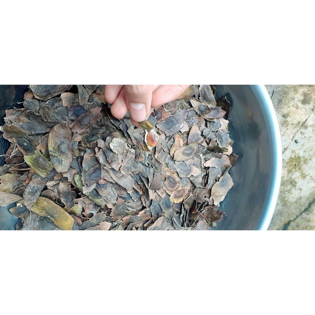 600gram sưa đỏ giống