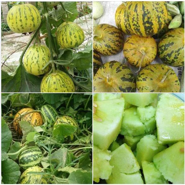 Hạt Giống Dưa Bở Thơm dể trồng f1-gói 20 hạt/tặng kèm gói phân bón lót