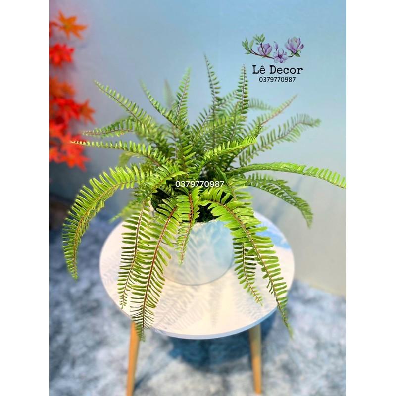Chậu dương xỉ Decor cao cấp