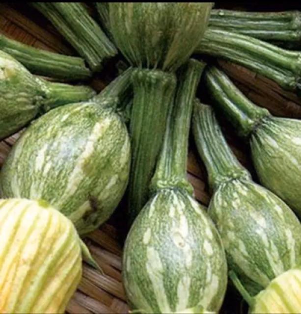 Hạt Giống Bí Siêu Nụ