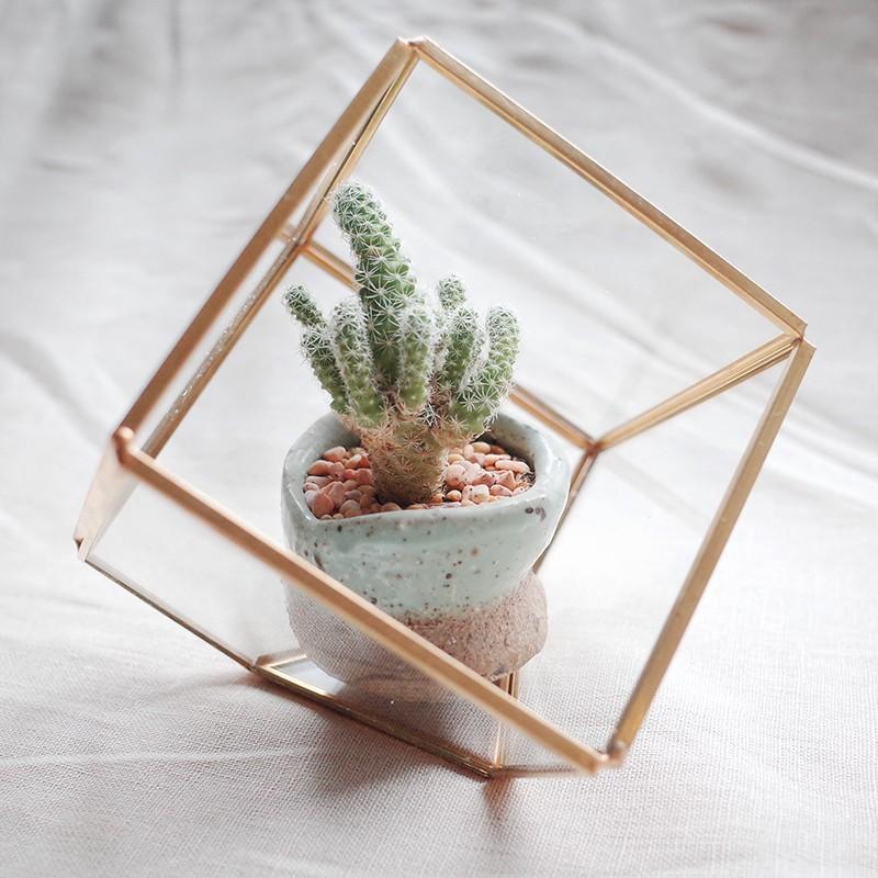 Bình TERRARIUM  - bình thủy tinh trồng cây - chậu kính hình học terarium