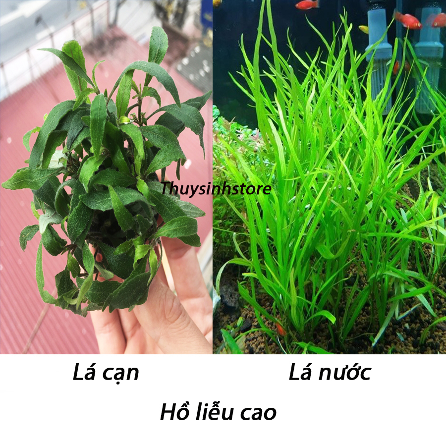 Cây Thủy Sinh HỒ LIỄU CAO 10 ngọn