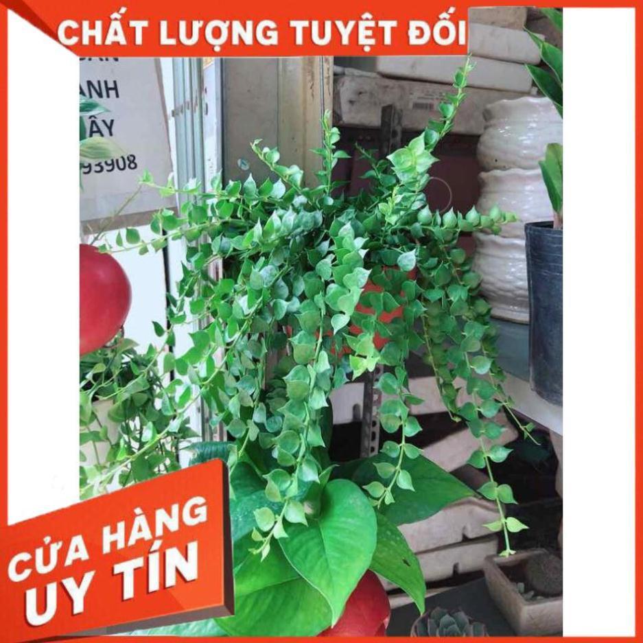 Cây lá tim Nhiều Người Mua