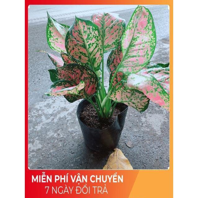 Cây Vạn Lộc