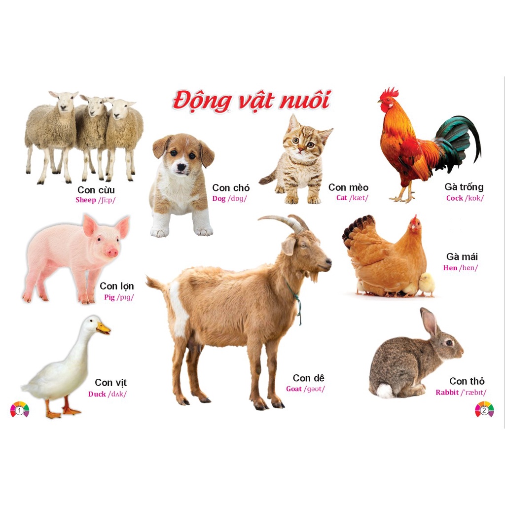 Sách - Combo 2 cuốn Từ Điển Tranh Song ngữ Anh Việt - ndbooks