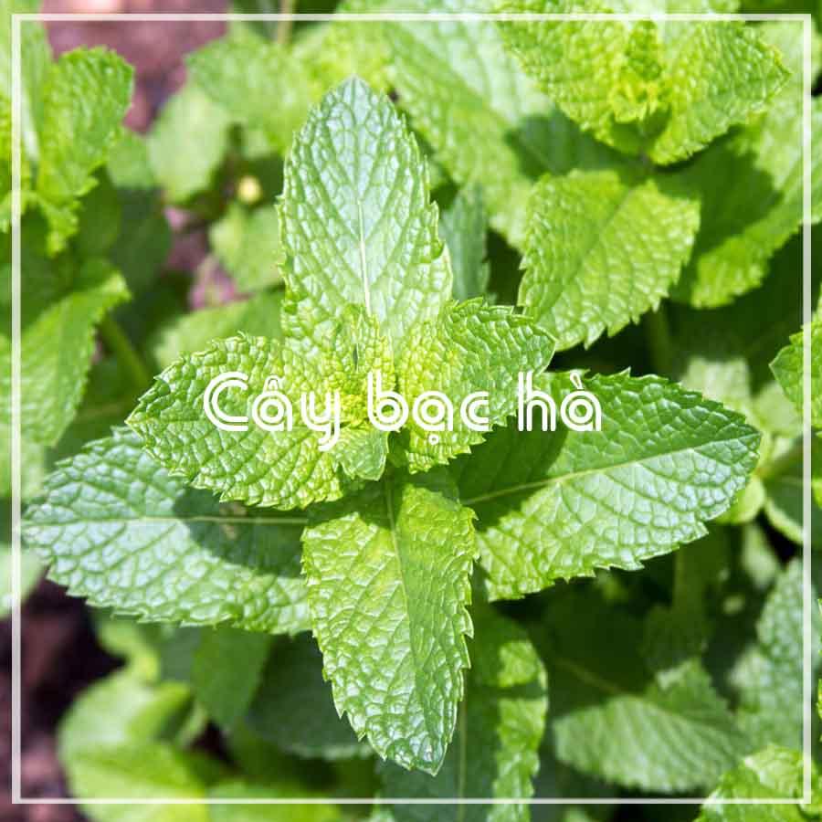 Cây Bạc Hà khô đóng gói 1kg