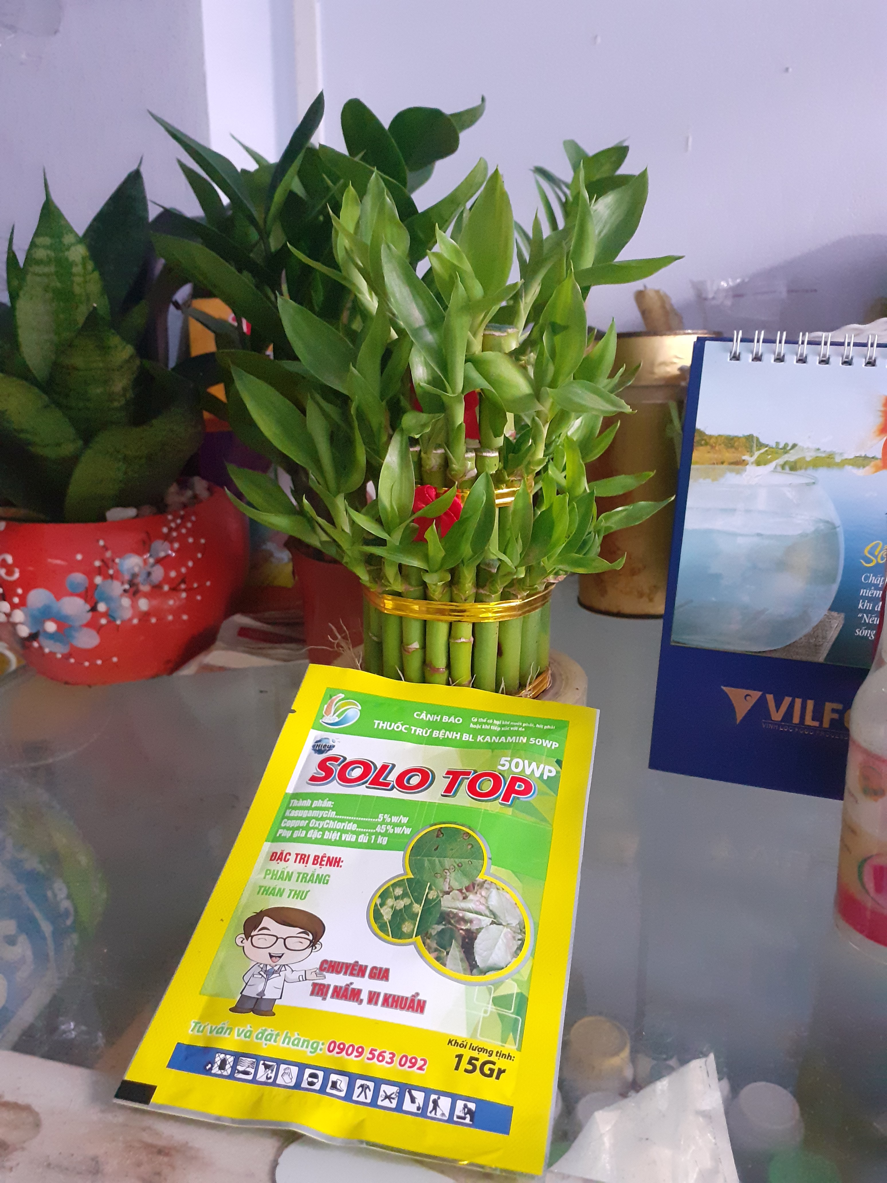 Phấn trắng thán thư có SOLO TOP