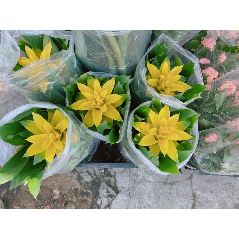 Cây Phát Lộc Hoa Vàng