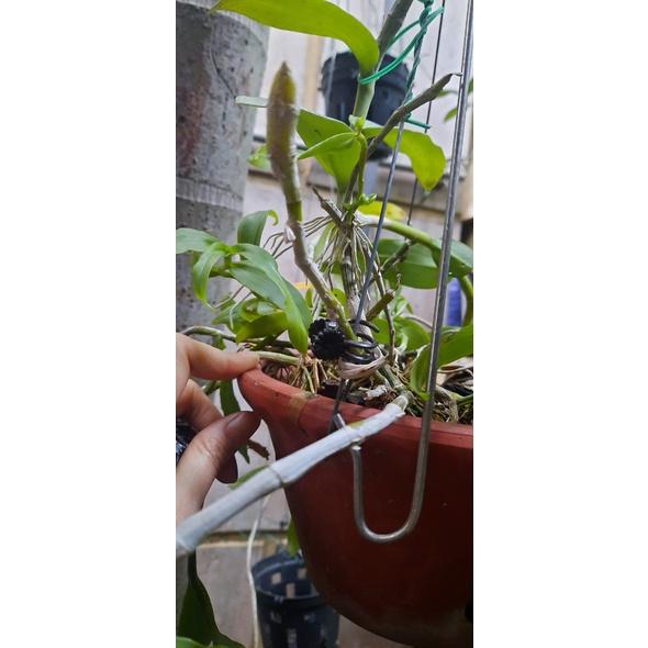 100 kẹp hoa lan bé hình bướm