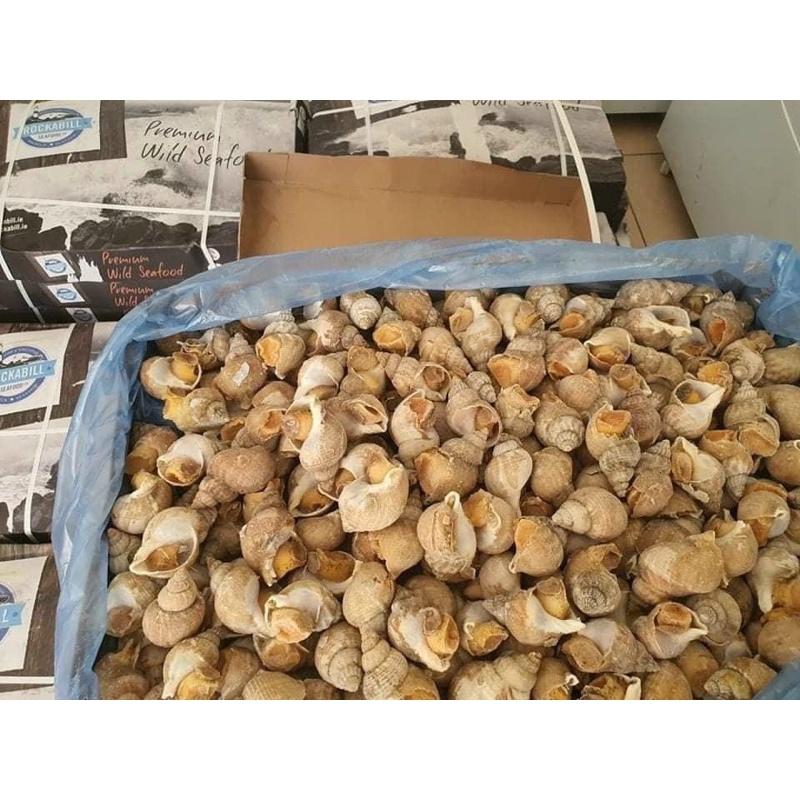 Ốc BULOT pháp 20-30con kg vĩ 500gr