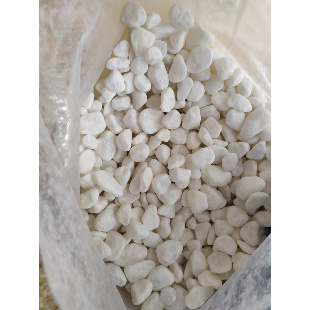 Bịch Sỏi Trắng Viên Vừa  Trang Trí Hồ Cá - Phụ Kiện Bể Cá- 1Kg