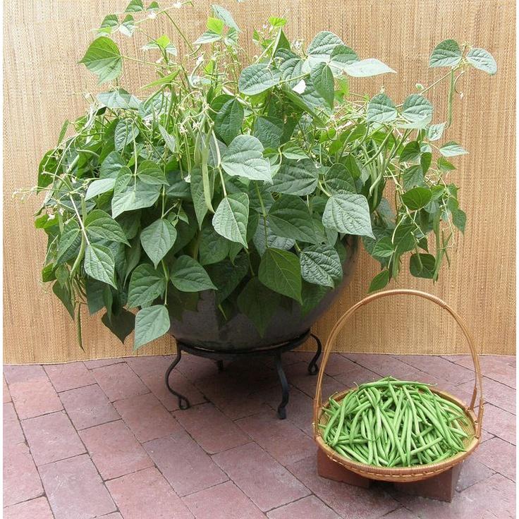 Hạt giống Đậu Cove Bụi Lùn Rado 11 gói 20gr
