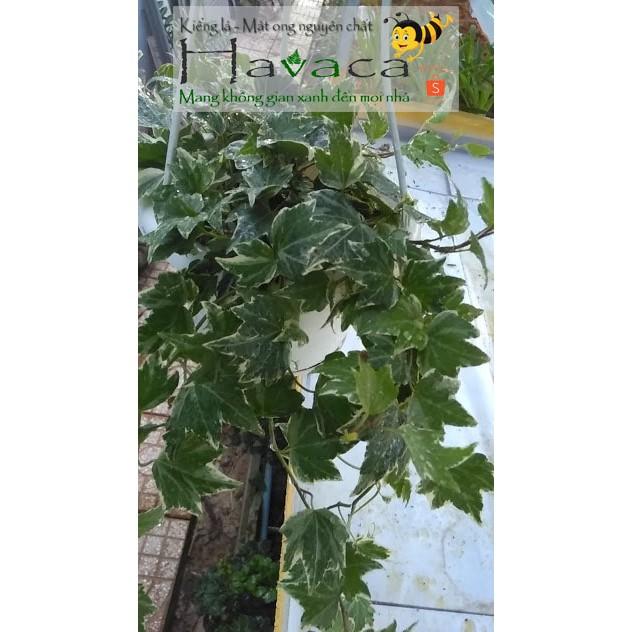 Dây thường xuân lá cẩm thạch/xanh