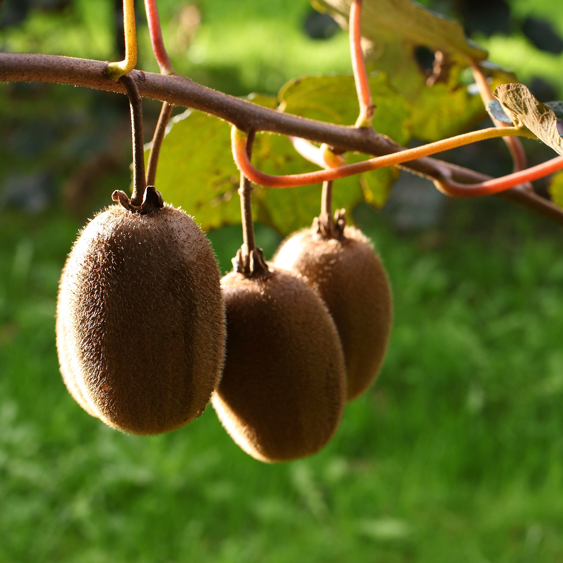 Hạt giống Kiwi F1 Golden Seeds 10 Hạt