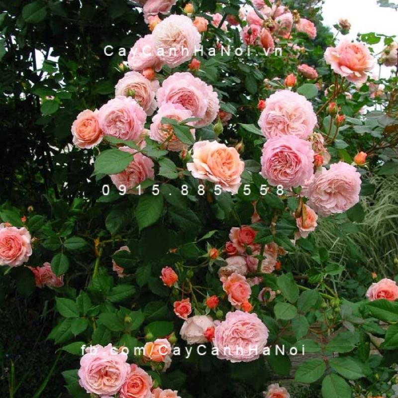 Hoa hồng Abraham Darby Rose ,hồng leo, hoa to, thơm - cây giống rễ trần