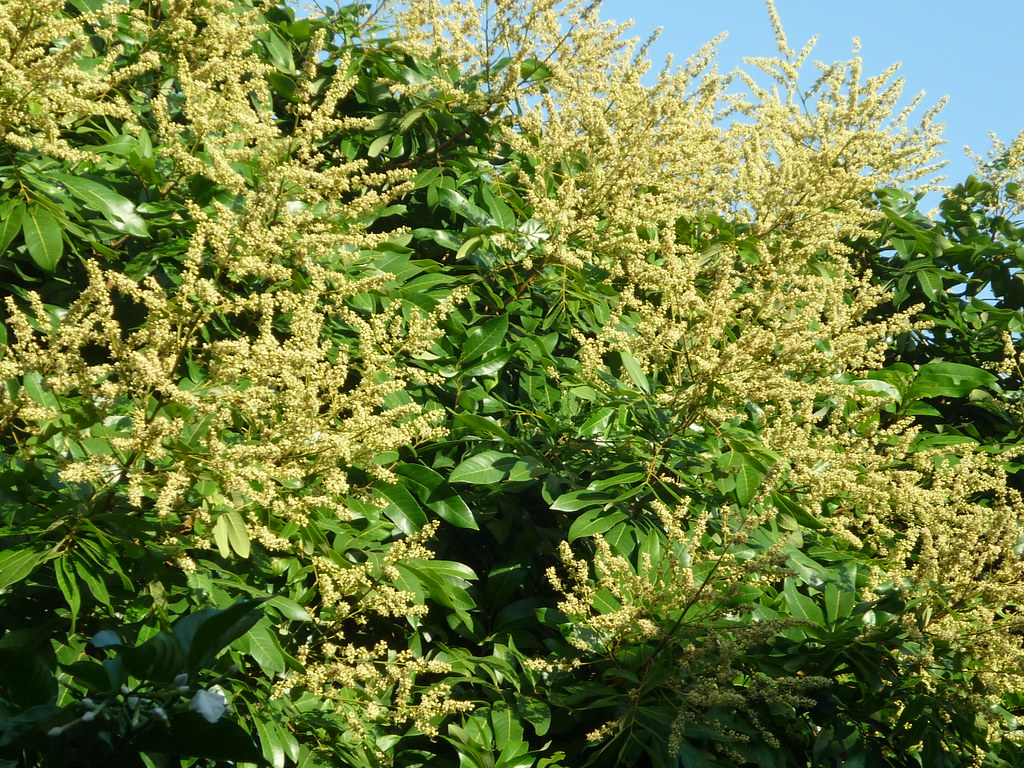 PHÂN BÓN THÚC RA HOA, PHÁ VỠ MẦM NGỦ, HOA RA ĐỀU VÀ ĐỒNG LOẠT - FLOWER THÚC RA BÔNG 1L