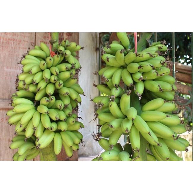 CÂY GIỐNG CHUỐI SÁP cấy mô  giao hàng nhanh