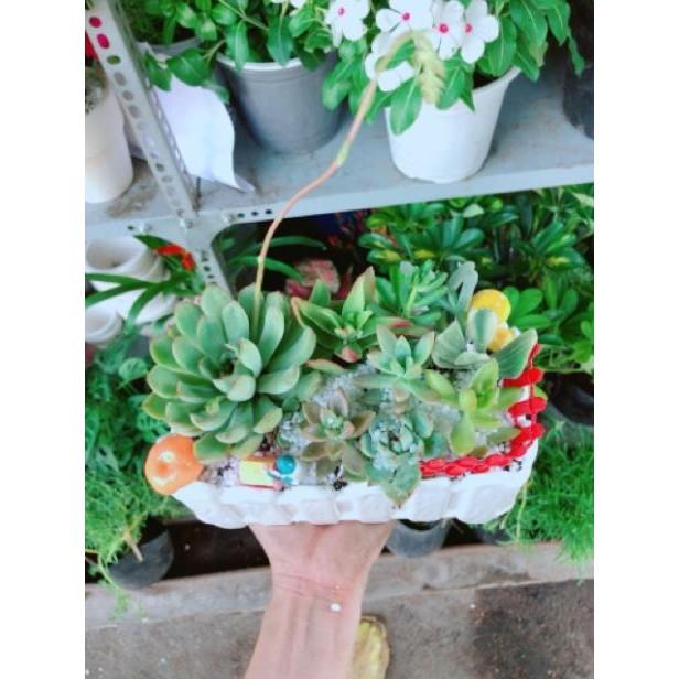 Chậu sen đá mix tiểu cảnh