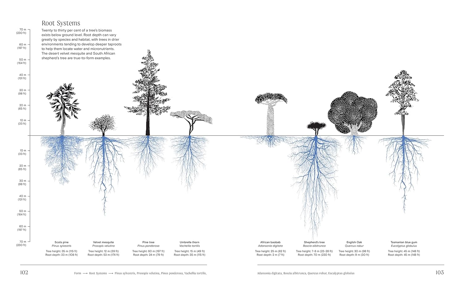 Trees From Root To Leaf