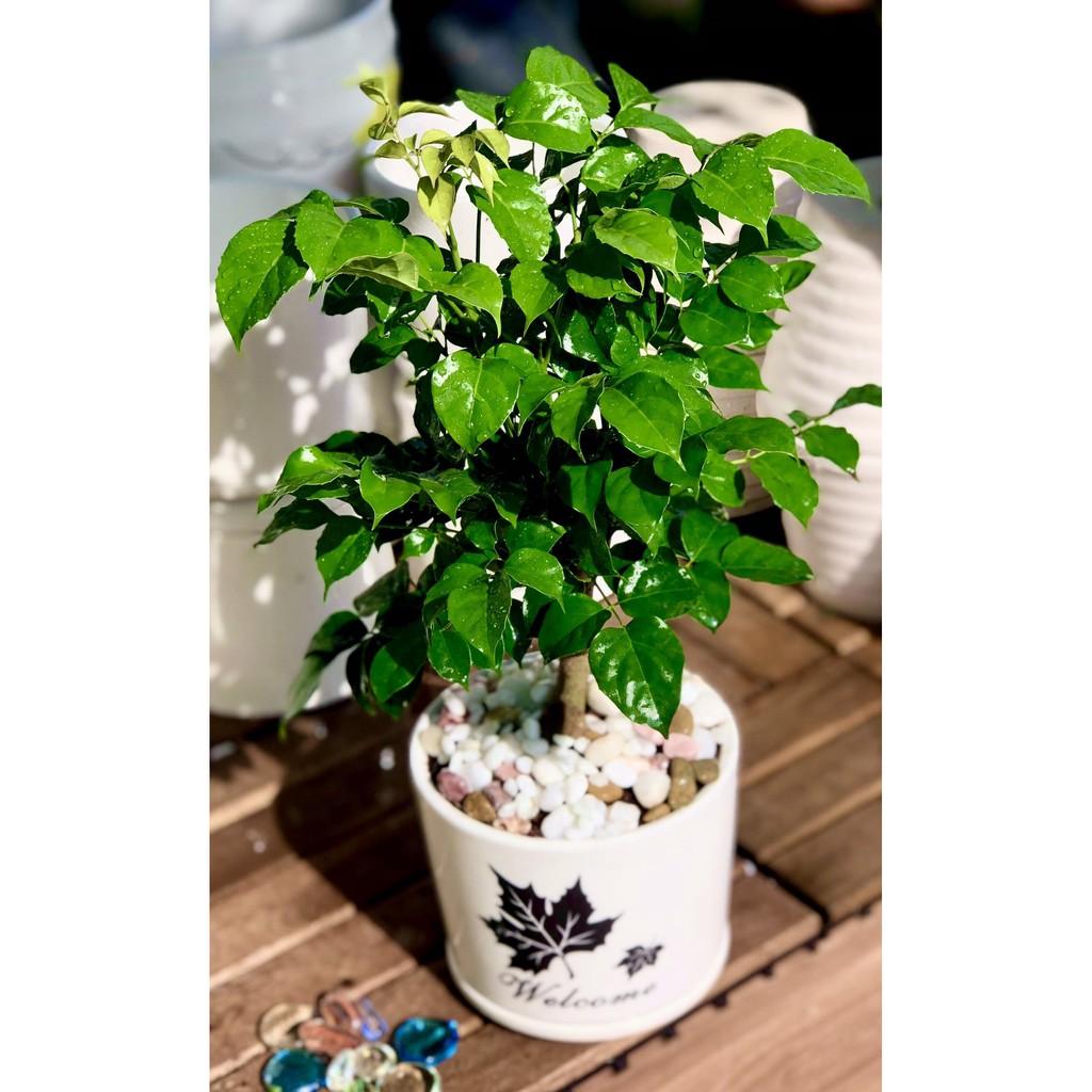 Chậu sứ cây Hạnh Phúc để bàn