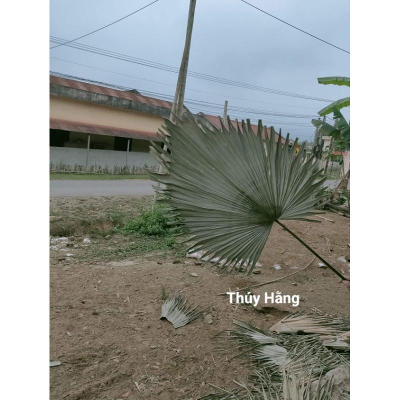 Lá Cọ Khô Tự Nhiên Trang Trí, Decor