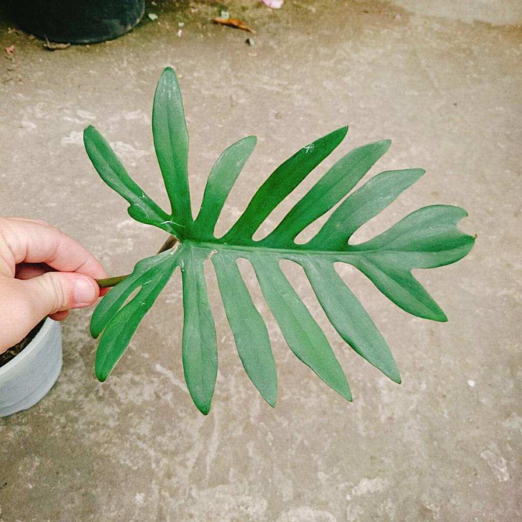 Cây Trầu Bà Mayoi - Philodendron Mayoi - cây cảnh trong nhà trang trí nội thất