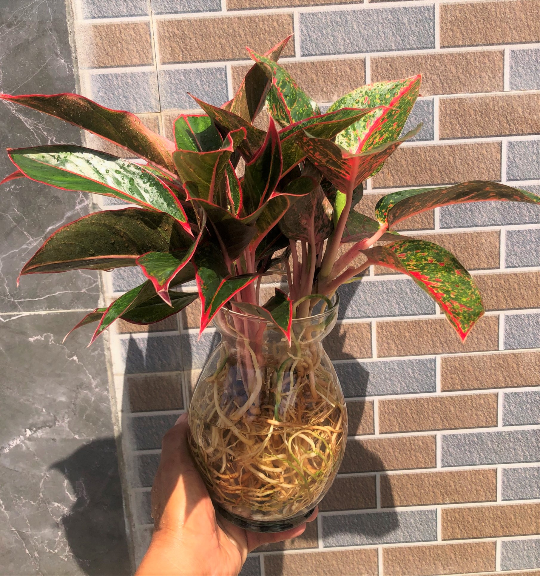 Chậu thủy tinh cây Phú Quý - Như Ý thủy canh trang trí nhà cửa