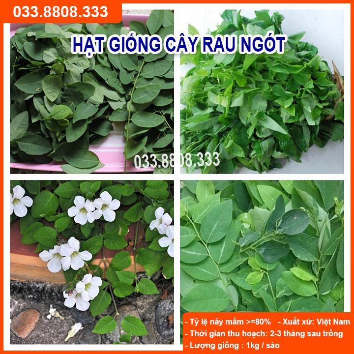 Hạt Giống Rau Ngót  - Rau Nhiều Dinh Dưỡng