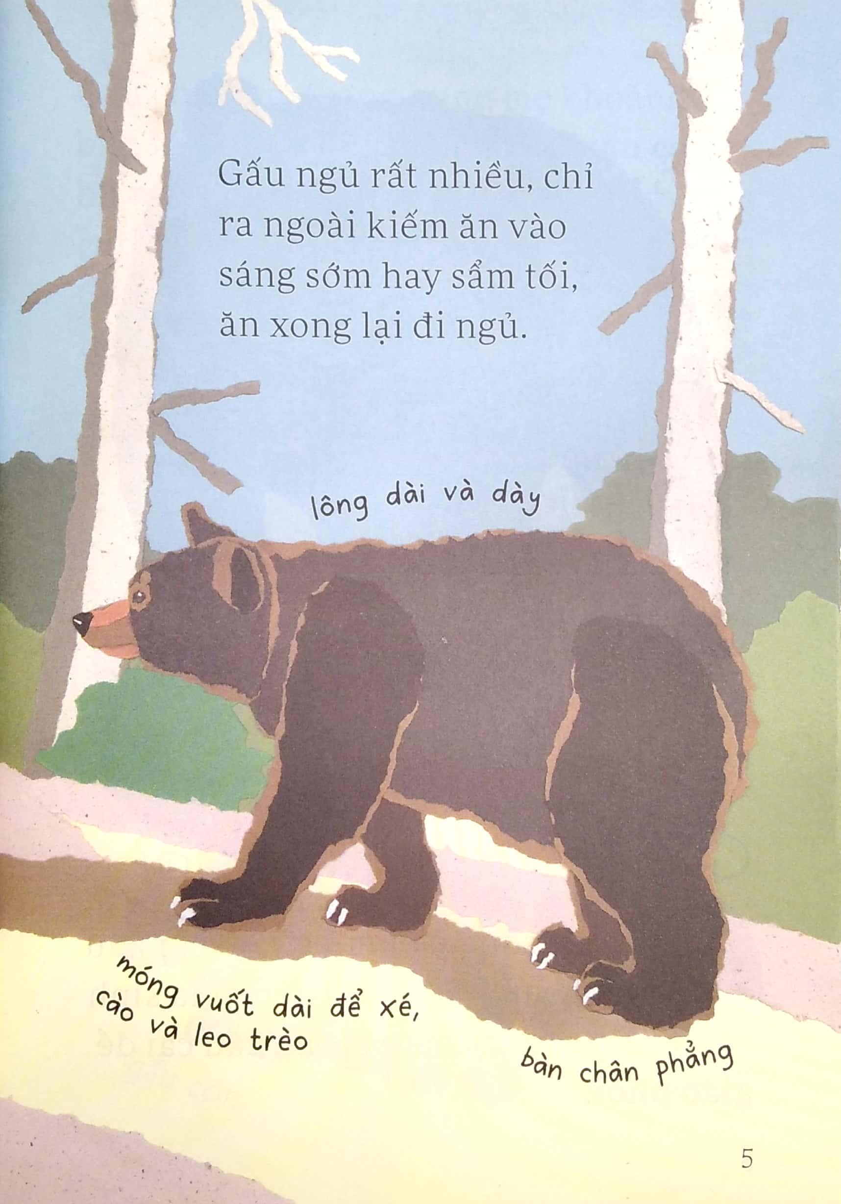 Sách Gấu Đen Có Nguy Hiểm Không?