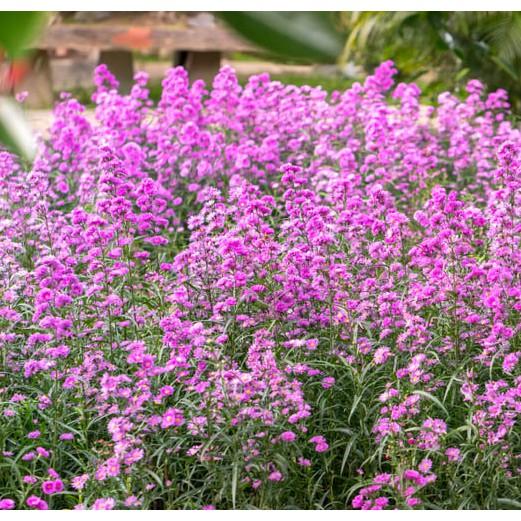 50hạt hoa thạch thảo cao 50 đến 80cm
