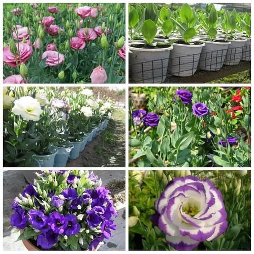 HOA CÁT TƯỜNG-CHẬU CÂY ĐANG NỤ VÀ HOA-