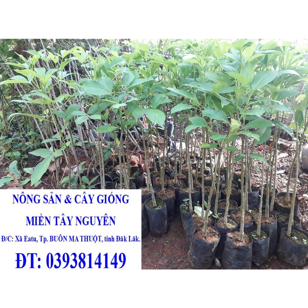 CÂY GIỐNG BAO BÁP .(