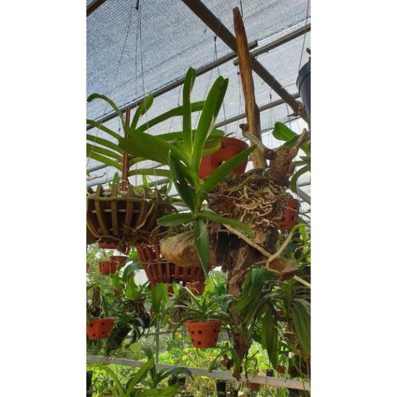 Hoa lan bạch nhạn