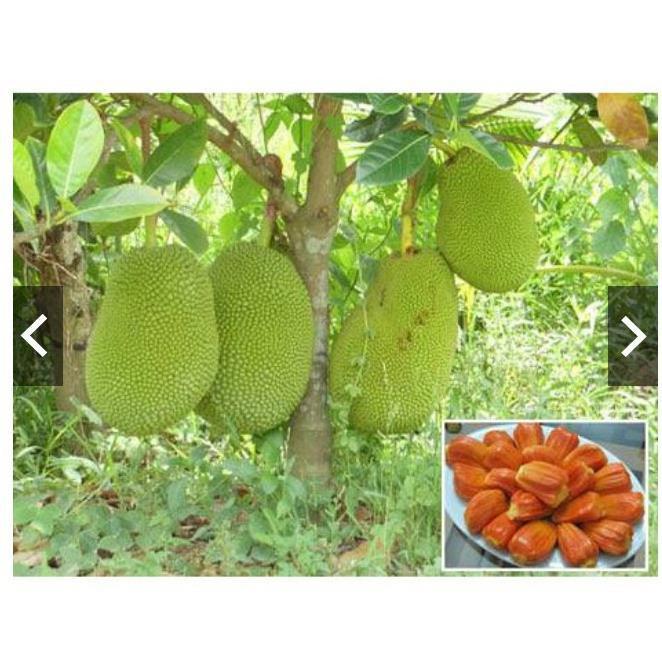 Sản phẩm Cây Ăn Trái combor 2 cây mít 1 cây nho