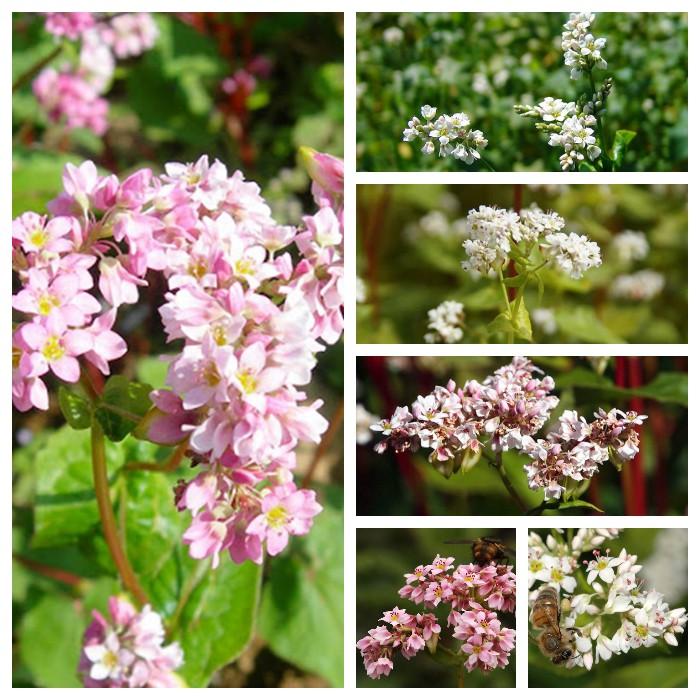 Hạt giống hoa tam giác mạch Mix - gói 10gram