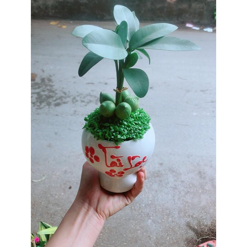 Chậu Cây May Mắn Tài Lộc