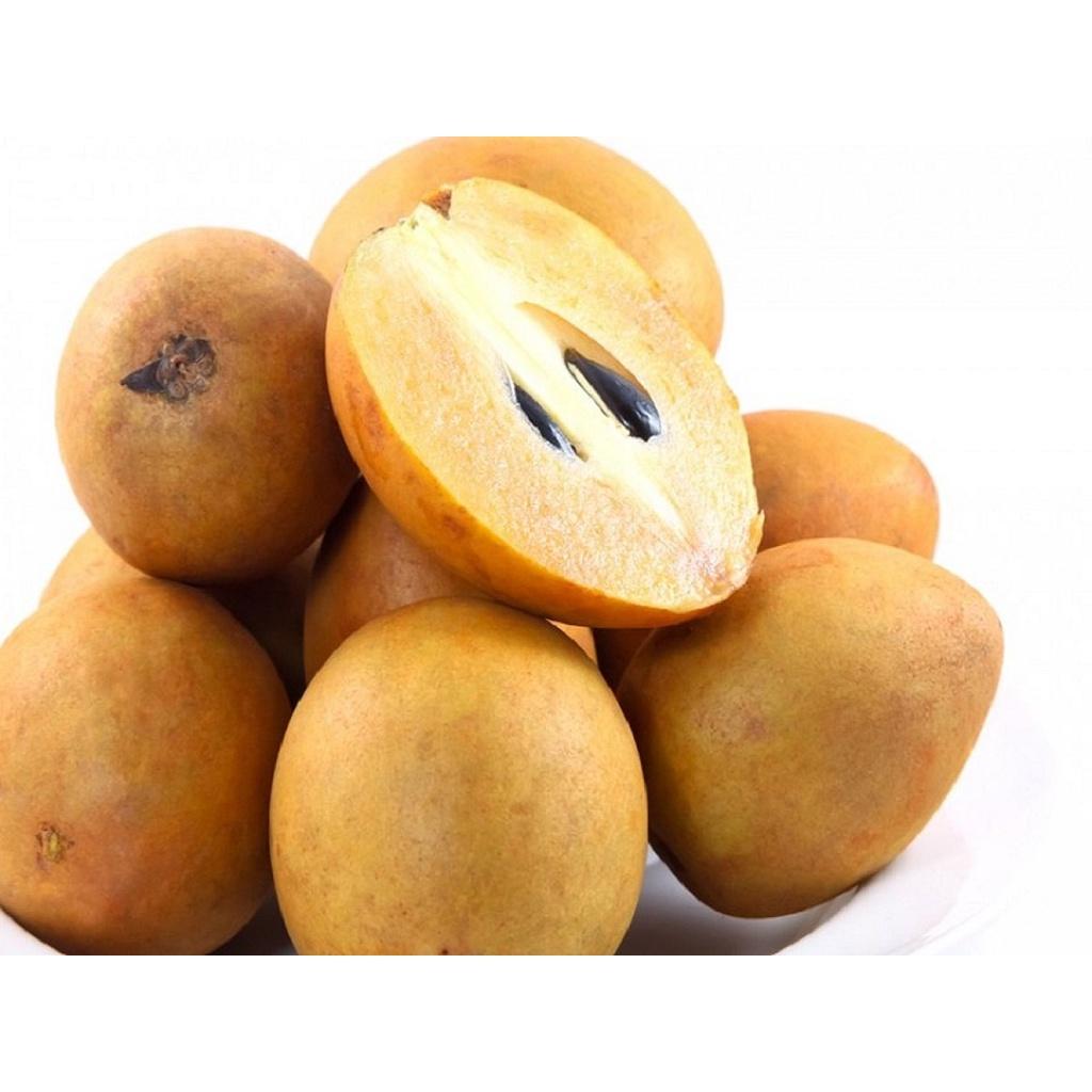 Cây giống Hồng Xiêm - Sam Pô Chê .